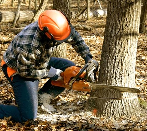 Tree Removal in White Owl, SD